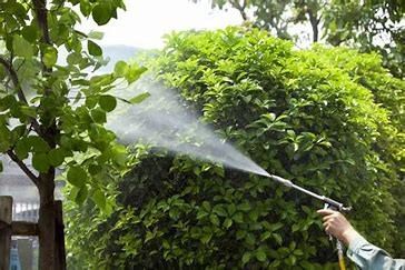 tree spray option2 (002).jpg